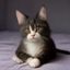 猫咪铲屎官读者头像